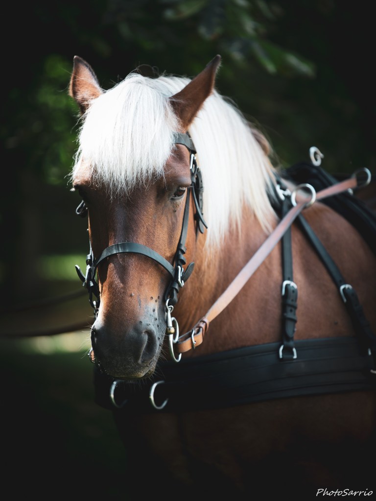 Situés à St Laurent d'Agny, au Sud-Ouest de Lyon, nous vous proposons des balades en calèche pour fêter un événement ou simplement profiter des monts du lyonnais en calèche.