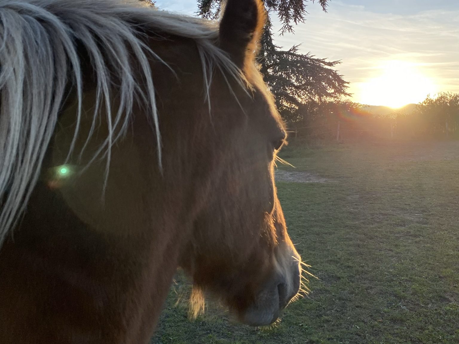 Têtes Hautes, traction animale pour travaux agricoles et balades en calèches au cœur des Monts du Lyonnais.