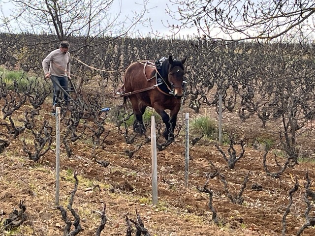 Têtes Hautes vous propose ses services en traction animale pour travaux agricoles dans les vignes. Agriculture écologique, biologique