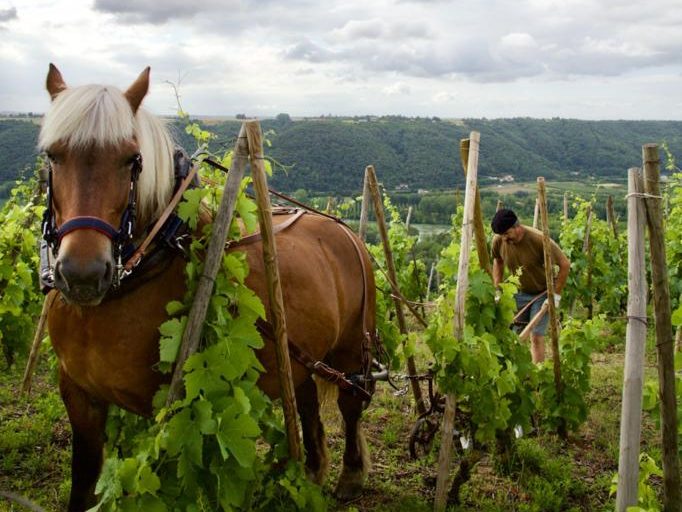 Prestation de service, traction animale pour travaux agricoles dans les vignes. Demandez un devis